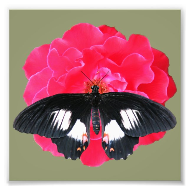 Rose and Swallowtail Photo Print (Front)