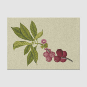 Rose Apple botanical print Tissue Paper
