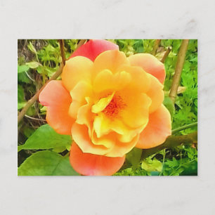 Rose Apricot Postcard