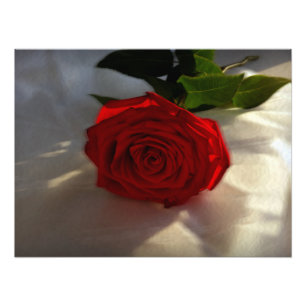 rose at dusk photo print