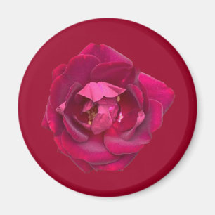 Rose B Magnet