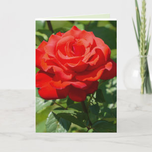 Rose Beauty Card
