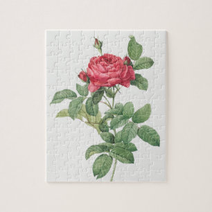 Rose Blooming Flower Vintage Old Illustration Jigsaw Puzzle