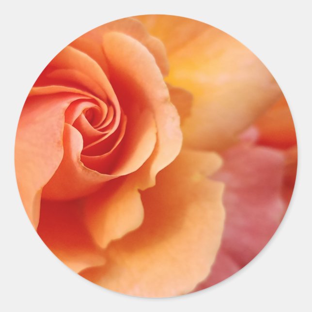 Rose Blossom / Apricot Peach / Close-Up Photo Classic Round Sticker (Front)
