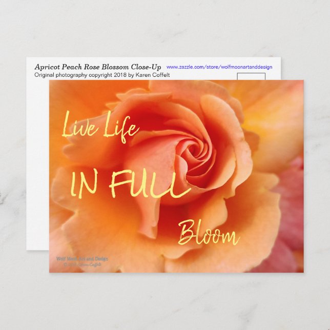 Rose Blossom / Apricot Peach / Close-Up Photo Postcard (Front/Back)