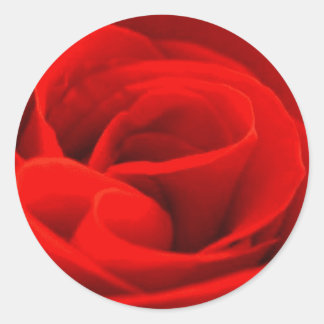 Rose Blossom Sticker