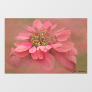 Rose Blush Poinsettias Digital Art Window Cling
