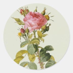 Rose Botanical Print - 'Rosa Bifera' by  Redoute Classic Round Sticker