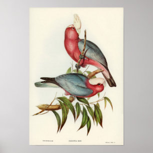 Rose-breasted Cockatoo by Elizabeth Gould Poster