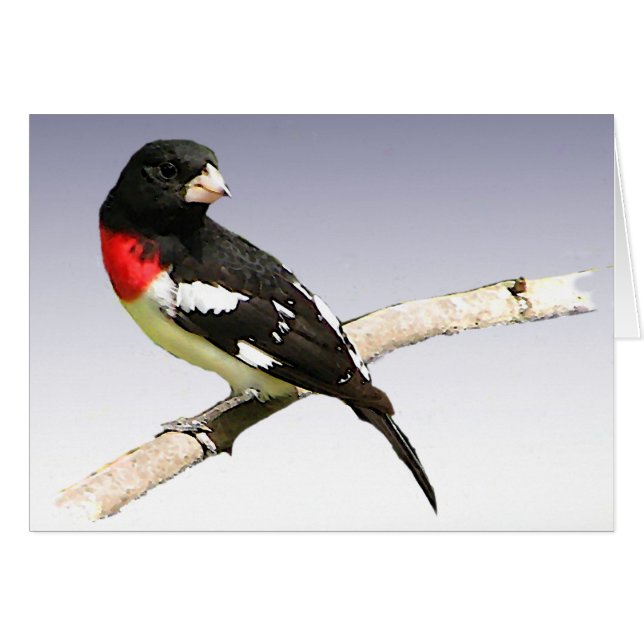 Rose-breasted Grosbeak (Front Horizontal)