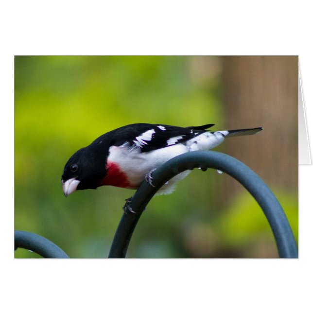 Rose-breasted Grosbeak (Front Horizontal)