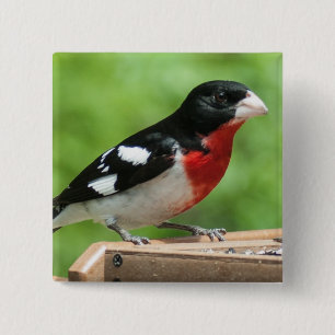 Rose-breasted Grosbeak 15 Cm Square Badge