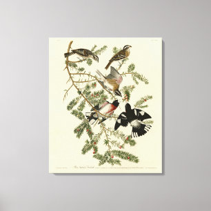 Rose-breasted Grosbeak, Audubon's Birds of America Canvas Print