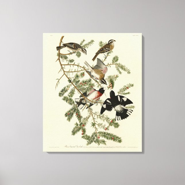Rose-breasted Grosbeak, Audubon's Birds of America Canvas Print (Front)