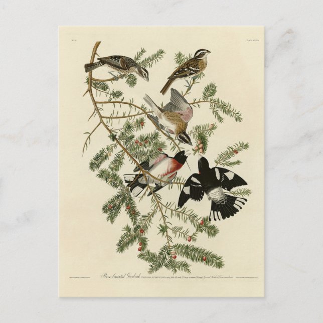 Rose-breasted Grosbeak, Audubon's Birds of America Postcard (Front)