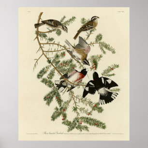 Rose-breasted Grosbeak, Audubon's Birds of America Poster
