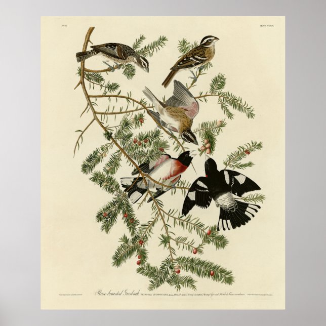 Rose-breasted Grosbeak, Audubon's Birds of America Poster (Front)