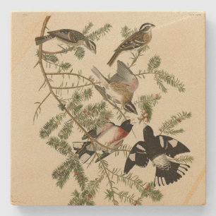 Rose-breasted Grosbeak, Audubon's Birds of America Stone Coaster