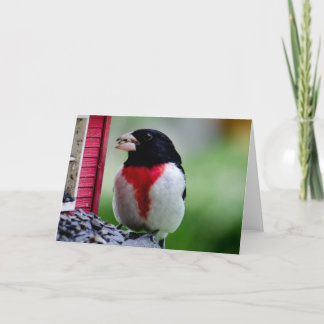 Rose-breasted Grosbeak Card
