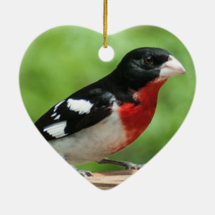Rose-breasted Grosbeak Ceramic Tree Decoration