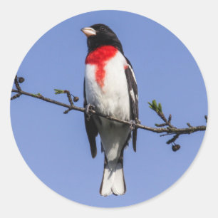 Rose-breasted Grosbeak Classic Round Sticker