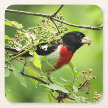 Rose-breasted Grosbeak Drink Coaster