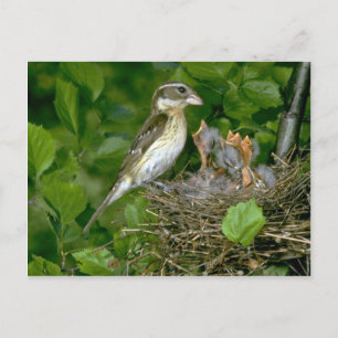 Rose-breasted Grosbeak (female) with young Postcard