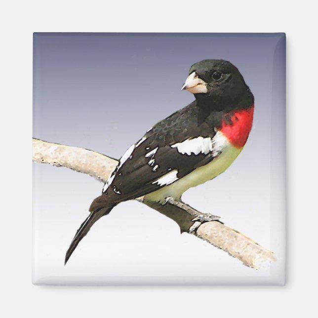 Rose-breasted Grosbeak Magnet (Front)