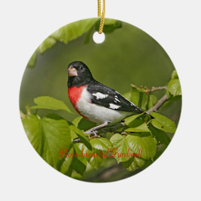 Rose-breasted Grosbeak Photography Round Ceramic Tree Decoration (Front)