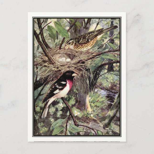 Rose-Breasted Grosbeak - Robert Bruce Horsfall Postcard (Front)
