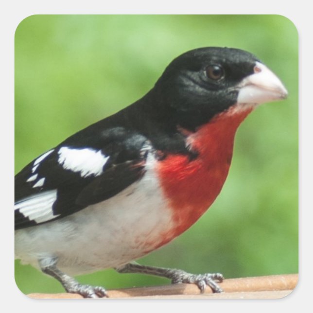 Rose-breasted Grosbeak Square Sticker (Front)