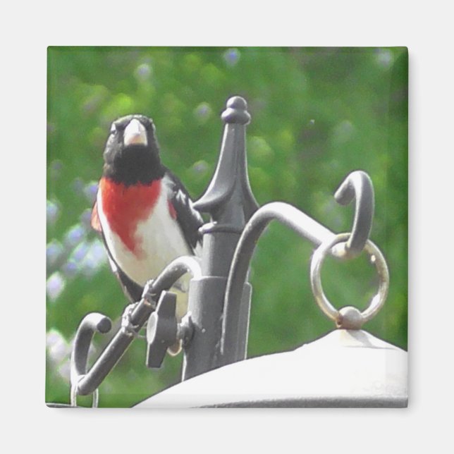Rose-breasted Grosbeaks bird photography Magnet (Front)
