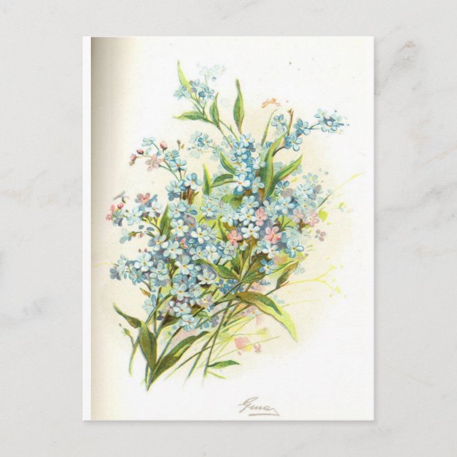 rose brier postcard (Front)