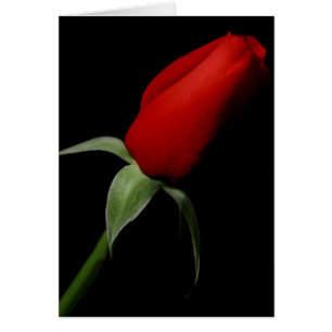 Rose Bud Love  Elegant Fancy Photo Blank Inside