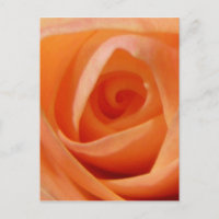 Rose Bud