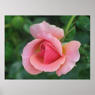 Rose Bud Poster