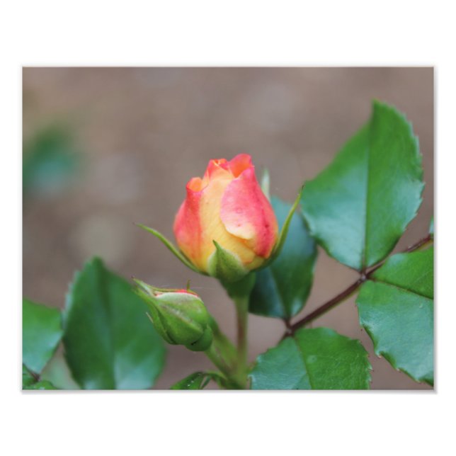 Rose Buds Photo Print (Front)