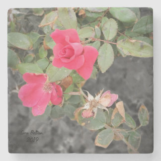 Rose Bush by the Beach Stone Coaster