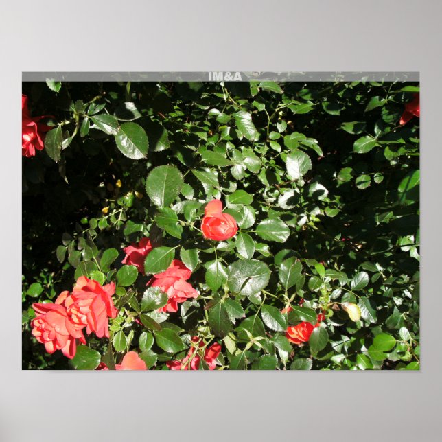 Rose Bush in Denver Poster (Front)
