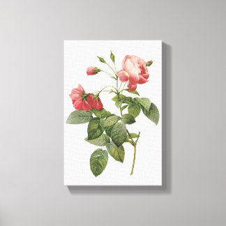 rose by Redouté Canvas Print