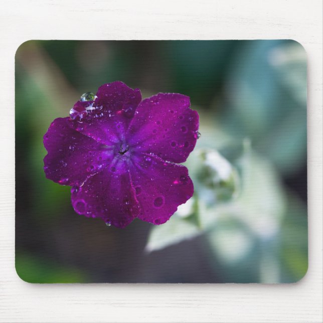 Rose campion Silene coronaria Mouse Mat (Front)