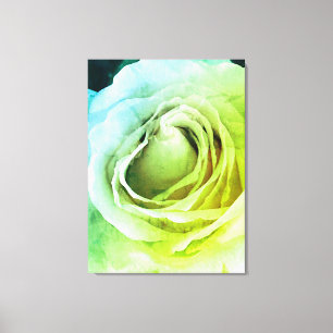 Rose Canvas Print