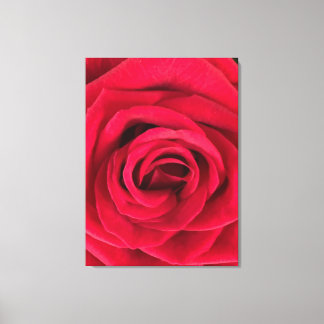 Rose Canvas Print