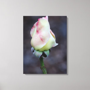 Rose Canvas Wrap Print