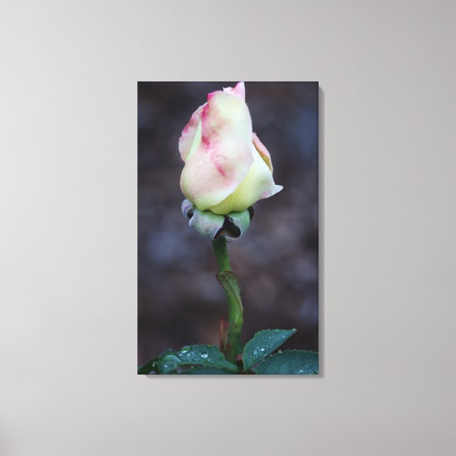 Rose Canvas Wrap Print (Front)