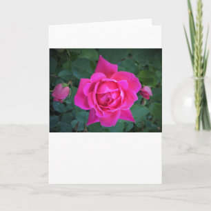 Rose, card