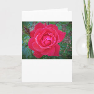 Rose, card
