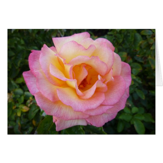 Rose Card