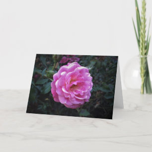 Rose, card