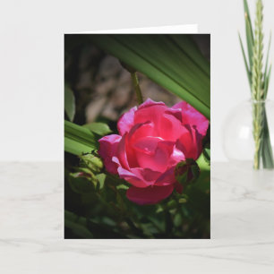 Rose, card